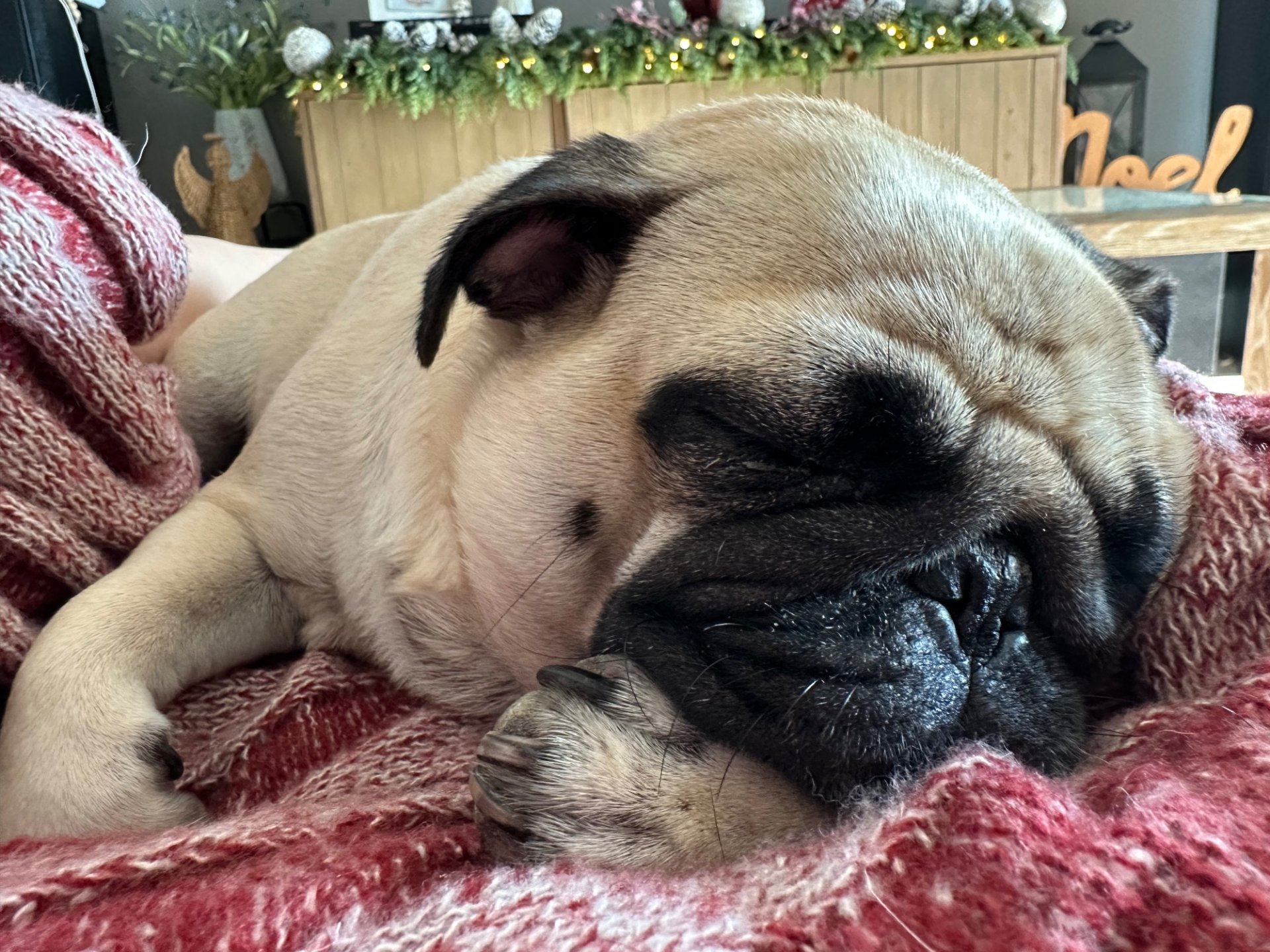 My fur babies sleeping