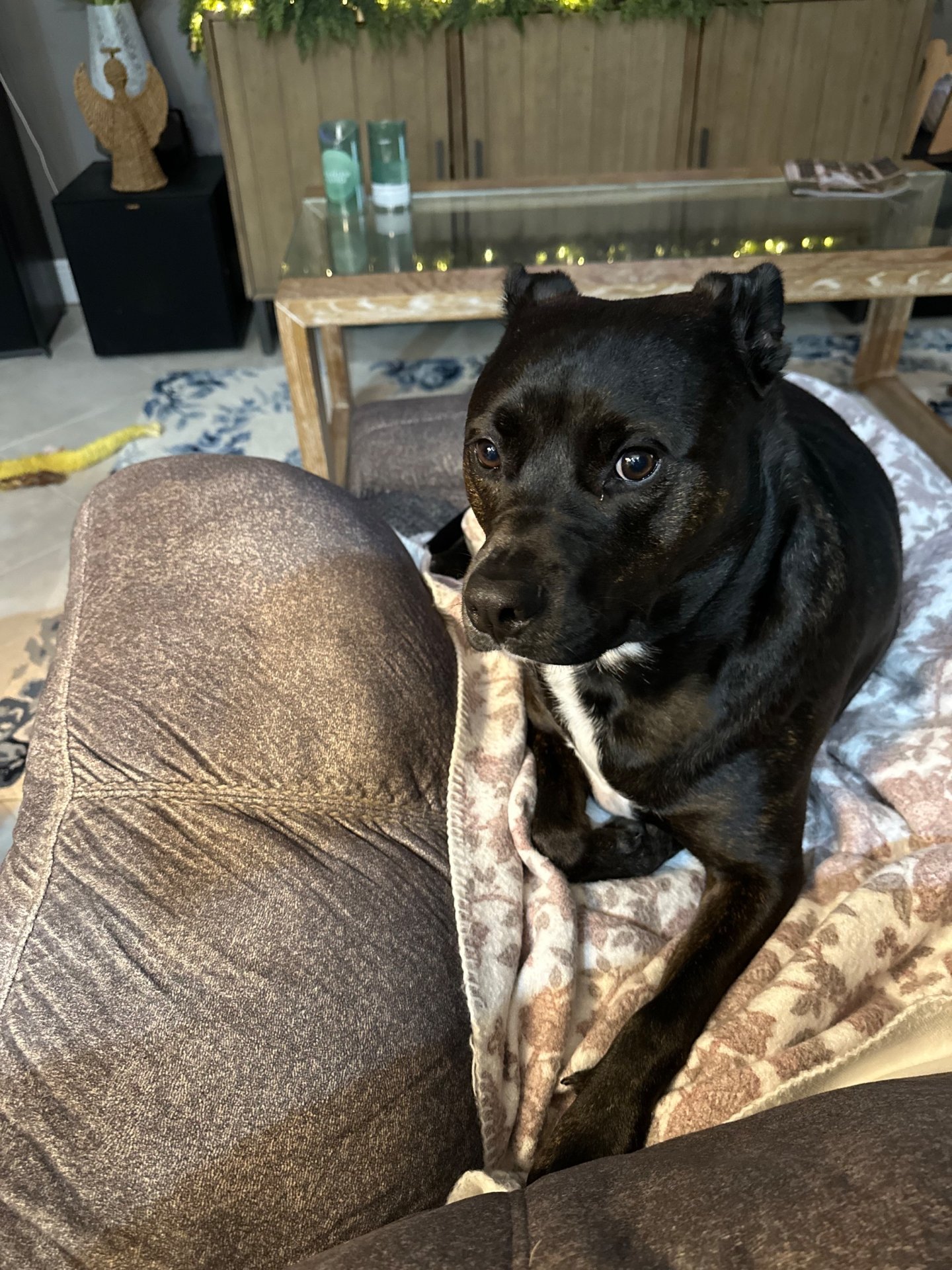 🐾 Obi’s Glow‑Up Story 🐾