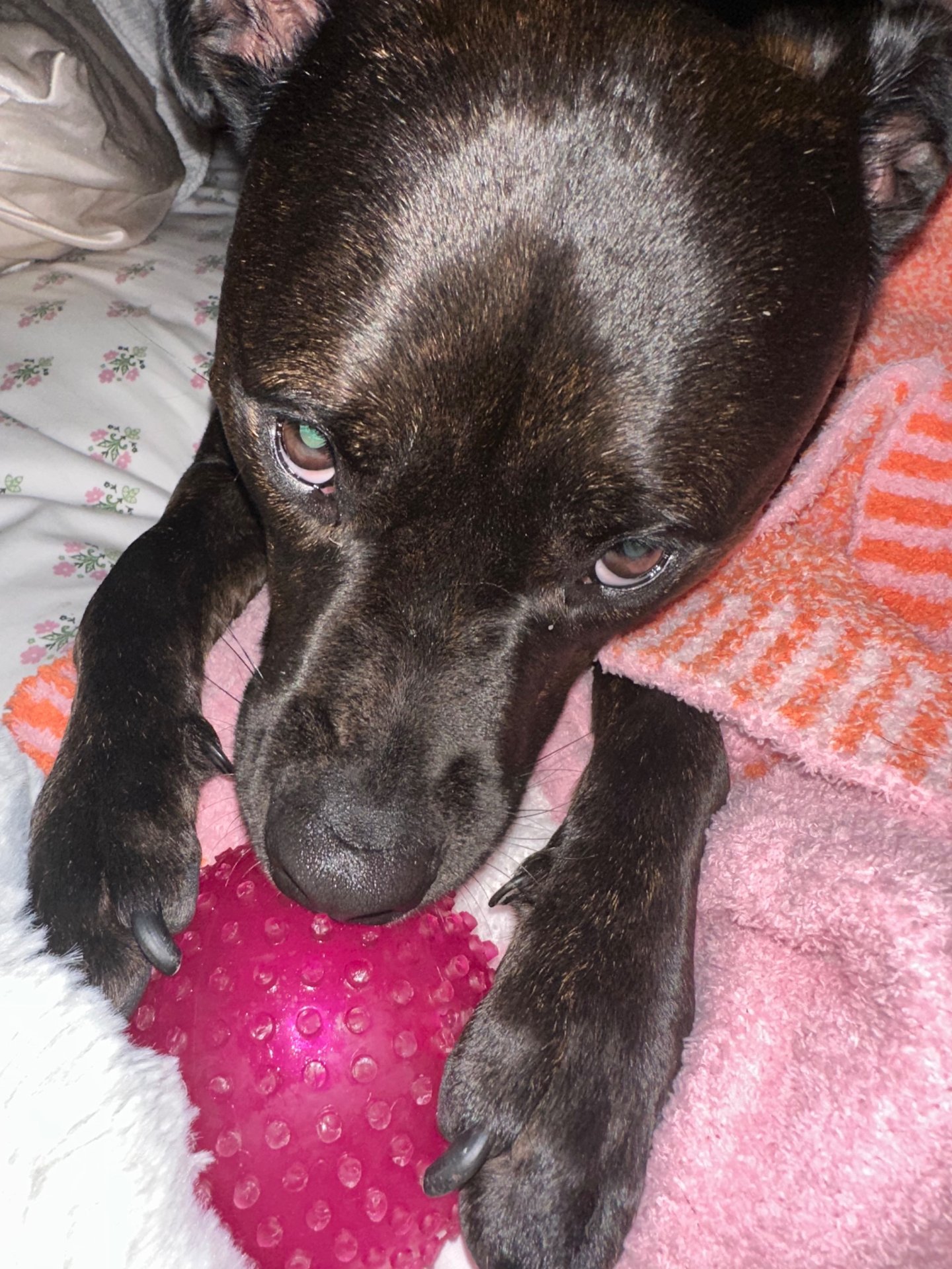 🐾 Obi’s Glow‑Up Story 🐾