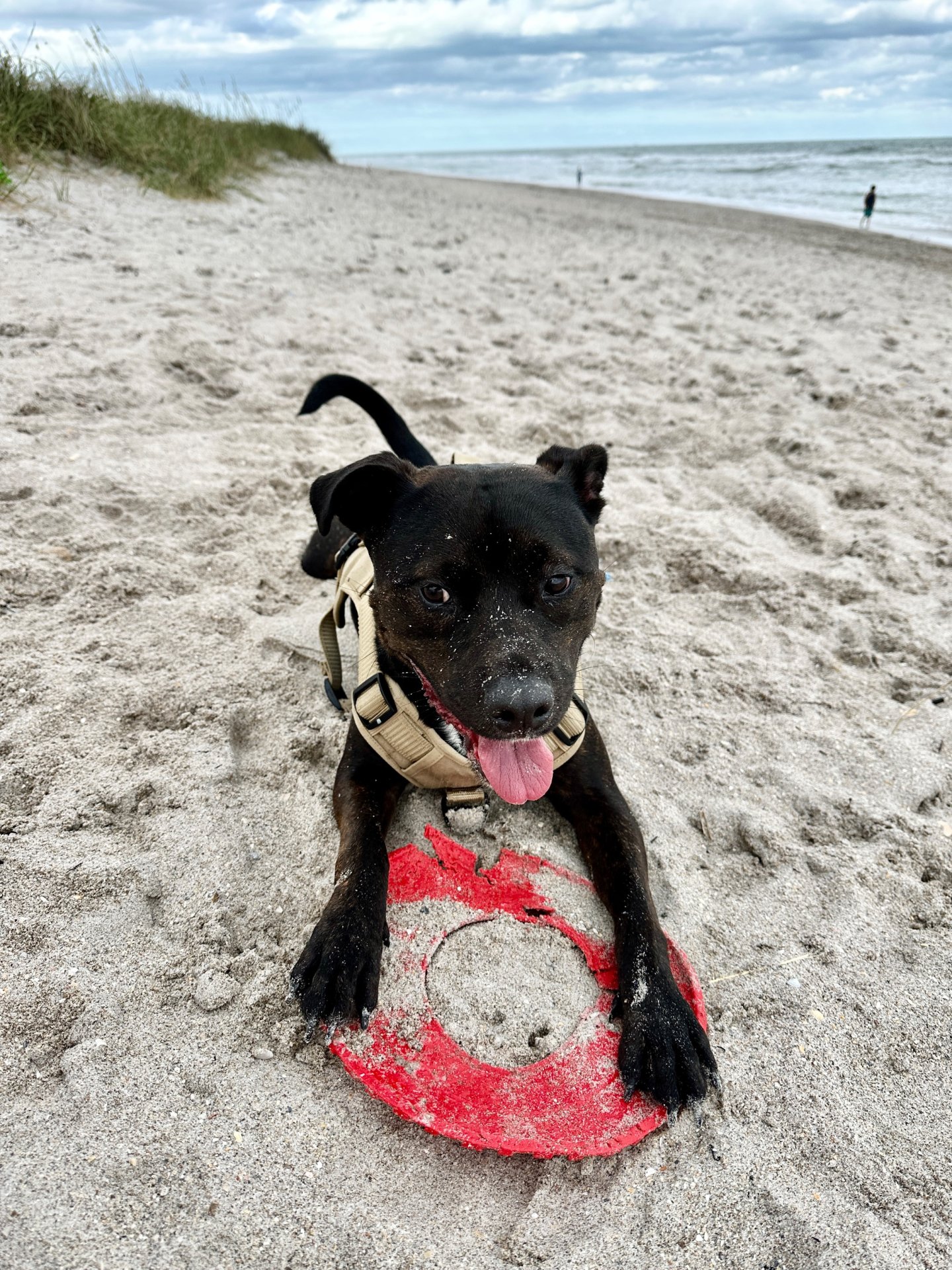 🐾 Obi’s Glow‑Up Story 🐾