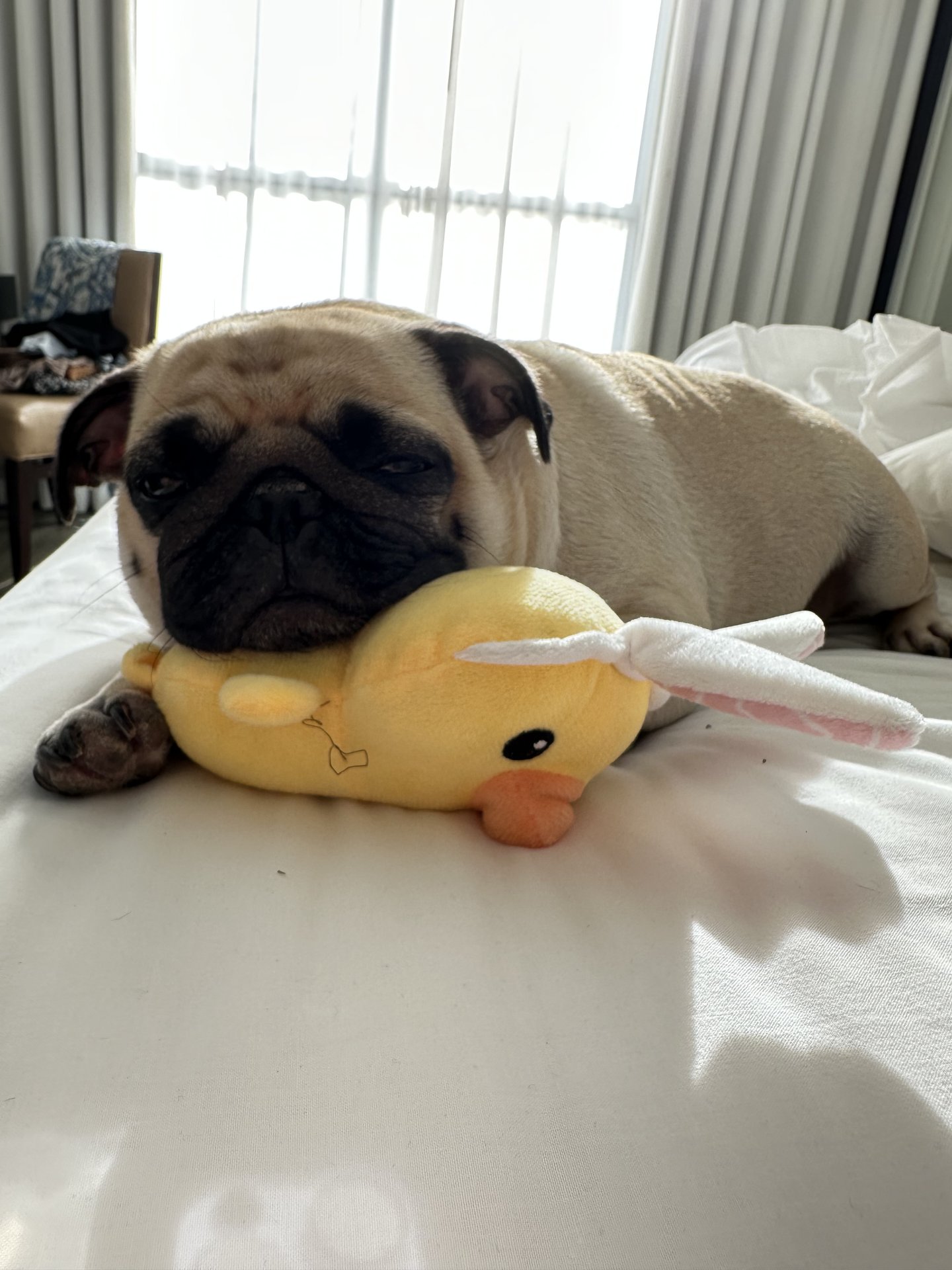 🐾 Padme’s Little Miracle Magic 🐾