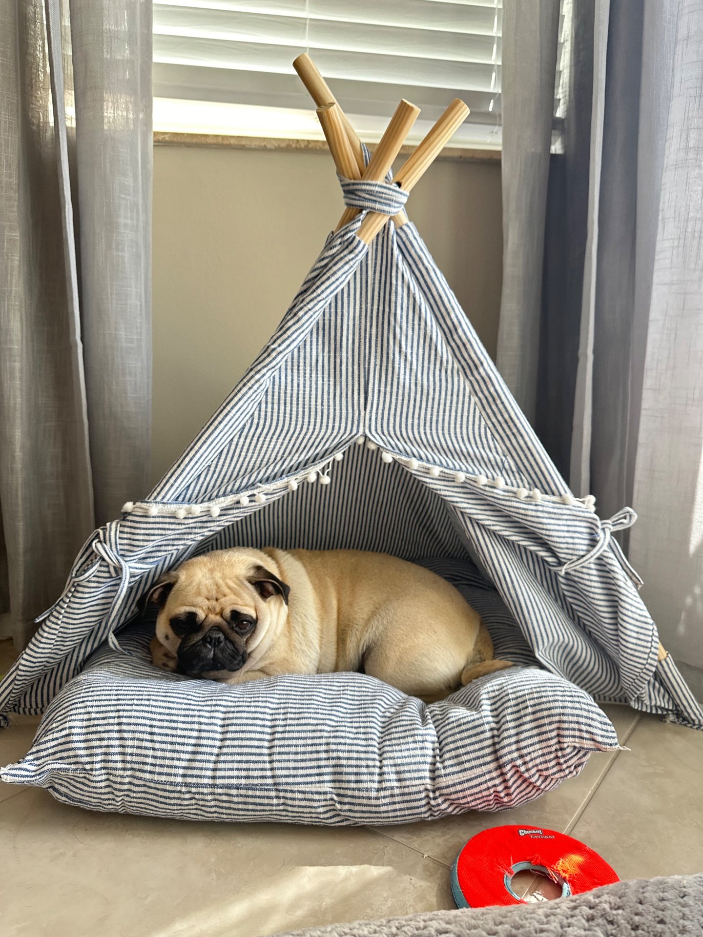 🐾 Padme’s Little Miracle Magic 🐾