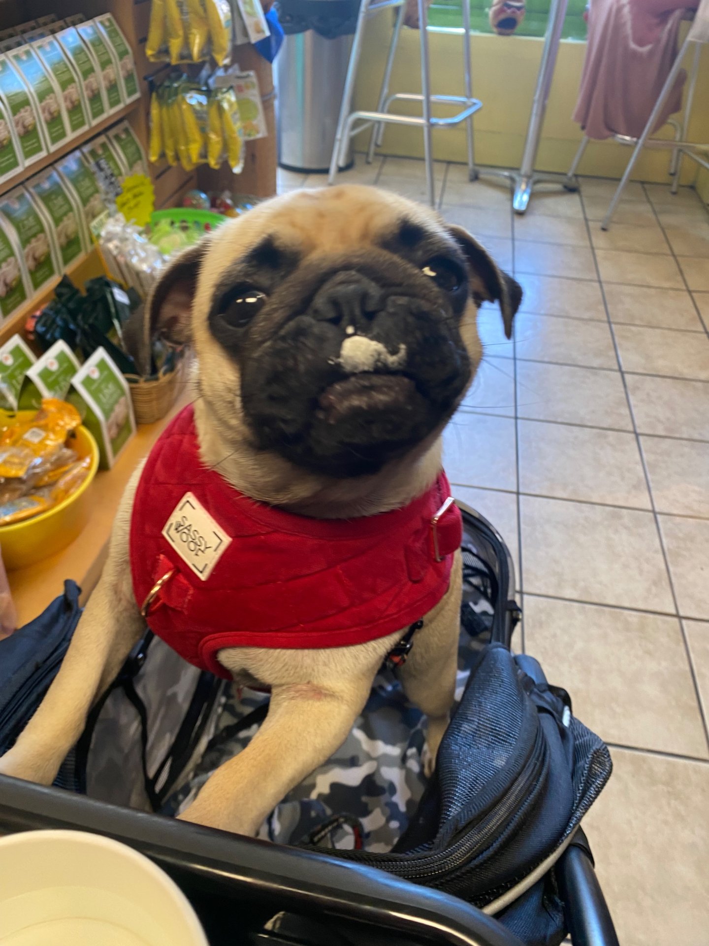 🐾 Padme’s Little Miracle Magic 🐾