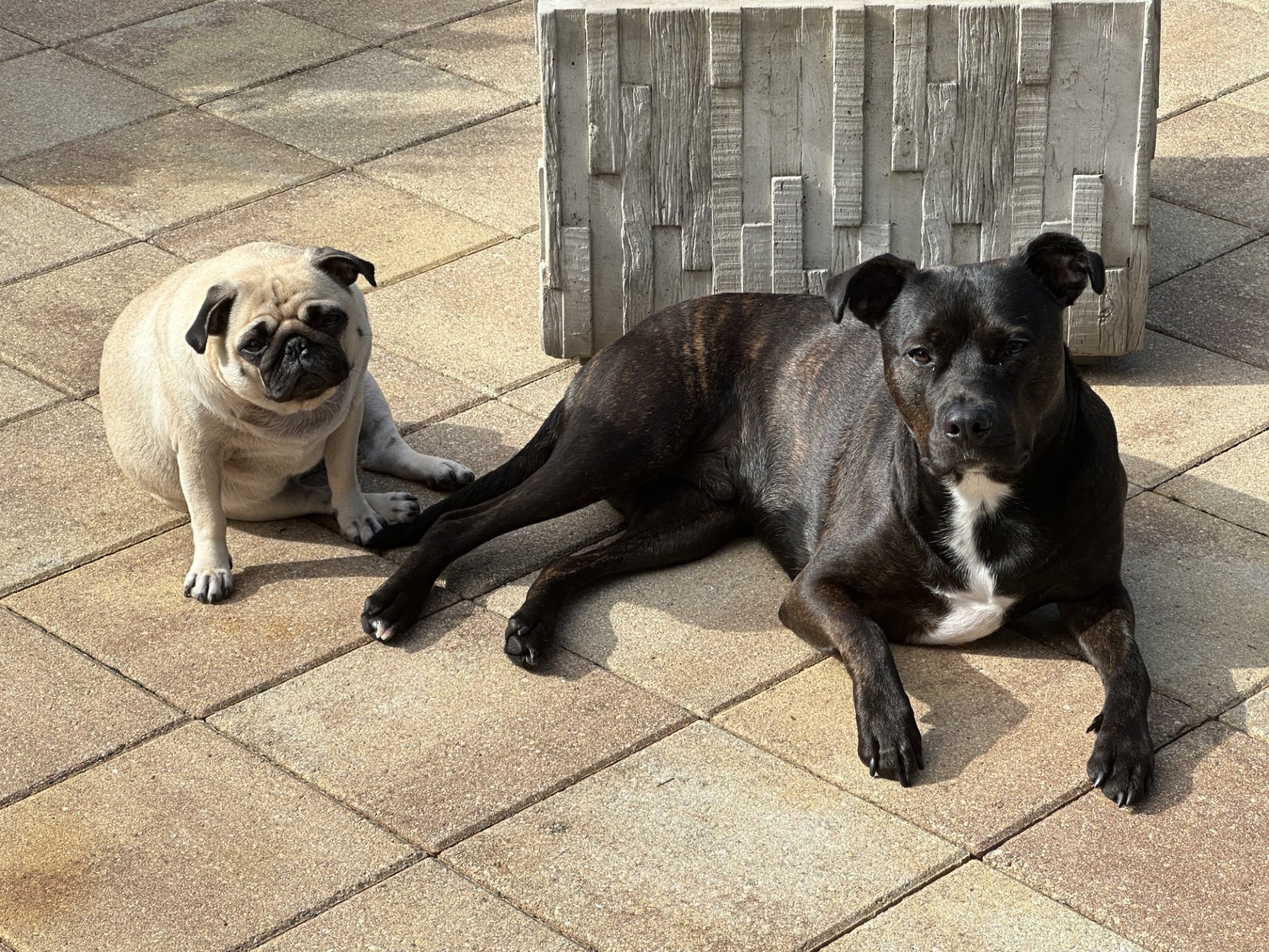 ✨ Quiet Moments with Obi & Patty ✨